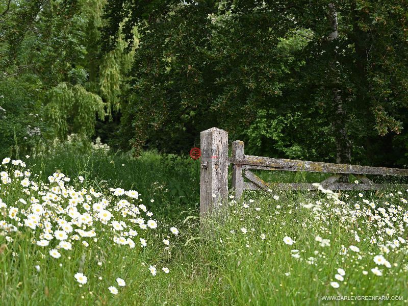 英国英格兰Stradbroke的独栋别墅，BARLEY GREEN FARM，编号78181683
