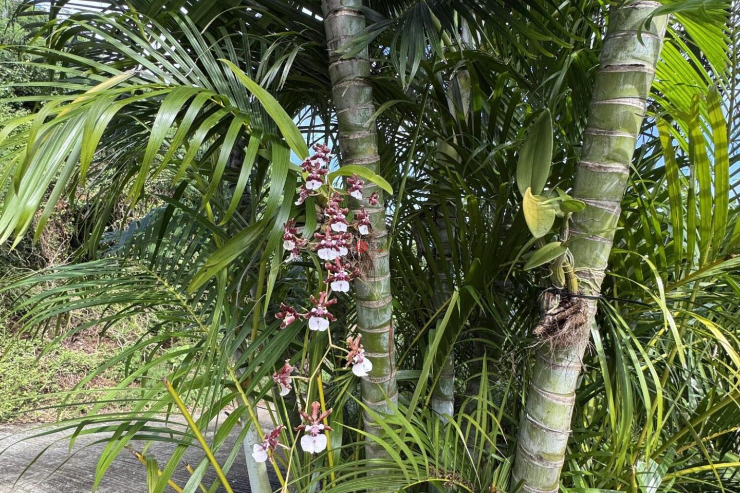 美属维京群岛的独栋别墅，29F-G Calabash Boom，编号78487004