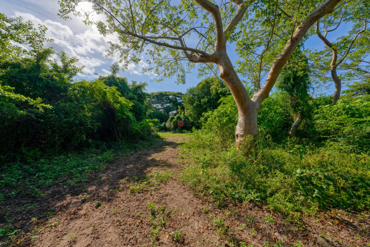 波多黎各Puerto RicoVieques的住宅用地，Lot 2 78 Puerto Ferro，编号76362887