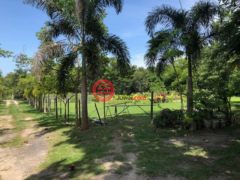 巴拿马科克莱El Chirú的商业用地，PANAMERICANA，编号71252964