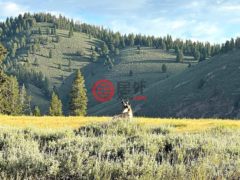 美国爱达荷州斯坦利的住宅用地，None Tbd Hwy 21，编号77638144